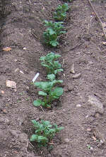 Potatoes planted in furrowed rows