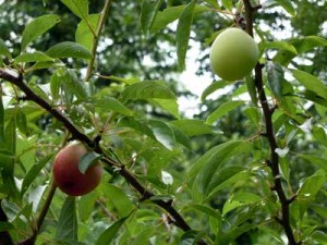 plum tree bearing fruit
