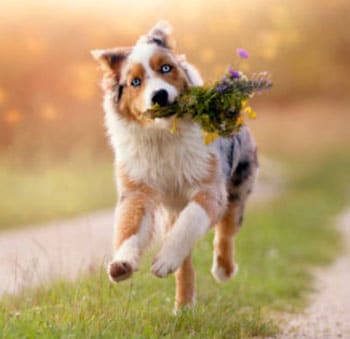 running aussie with grass in mouth