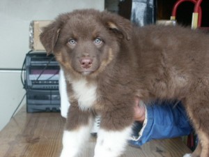 Australian shepherd hotsell short hair puppy