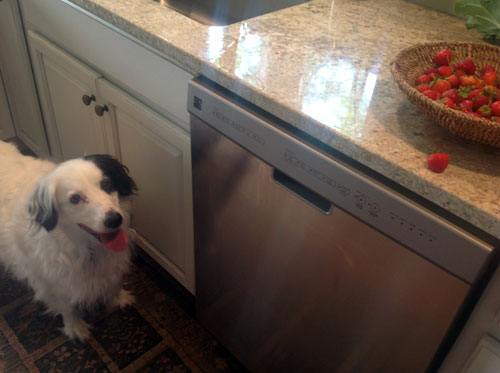 dog looking at strawberries