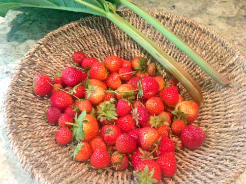 strawberries in a basket