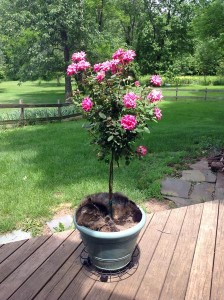 Maine Coon in Rose Bush