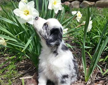 Mini Blue Merle Australian Shepherd