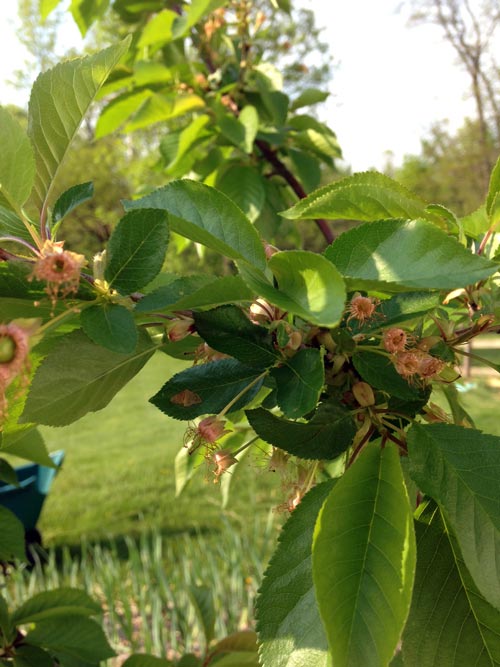 cherry tree