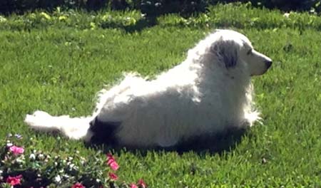 Border Collie laying in grass