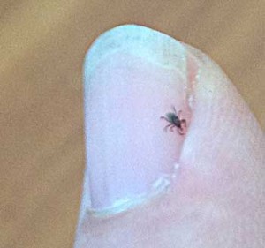 Deer tick nymph stage