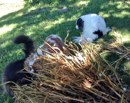 maine coon cat, border collie, cavelier