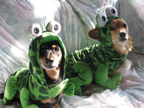 Dog Halloween Costumes