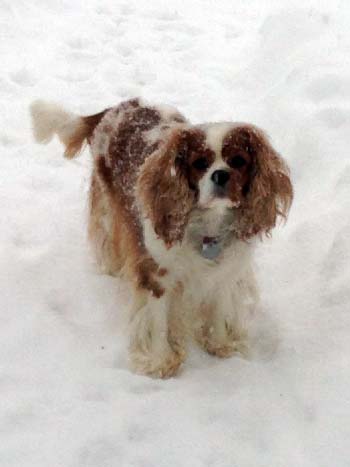 King Charles Cavalier in snow