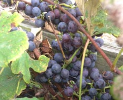 concord grapes