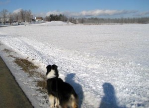 Australian shepherd in snow