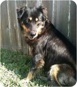 australian shepherd mix short hair