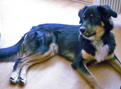 Australian shepherd and hot sale black lab mix