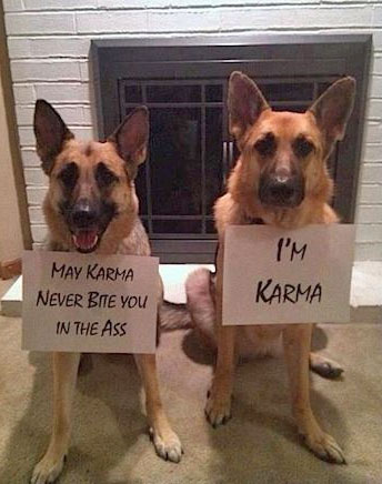 2 german shepherds with signs