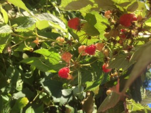 raspberries