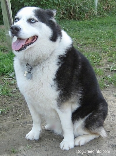 Husky shepard hot sale cross