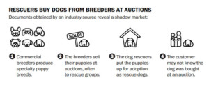 Shelters buy Puppy mill dogs