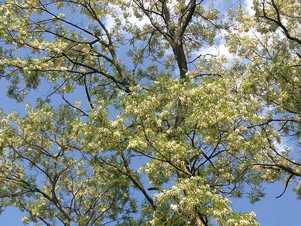 Flowering-black-locust