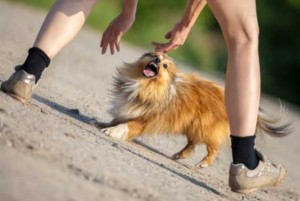 sheltie growling at male