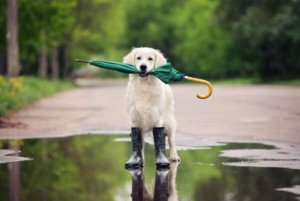 Dog after rain