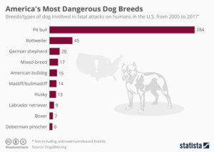 Most dangerous dog breeds infographic