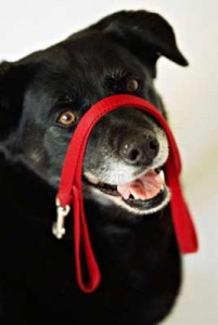 Black dog with leash over nose
