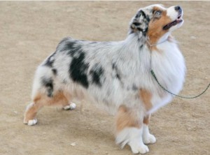 https://karenshanley.com/wp-content/uploads/2019/02/aussie-dog-show-300x222.jpg