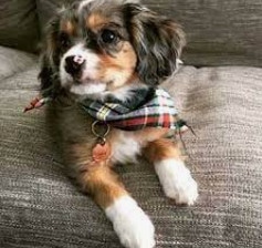 I Thought I Was Ready for an Aussie-Cavalier Puppy Karen Shanley