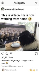 Aussie looking at tv screen full of sheep