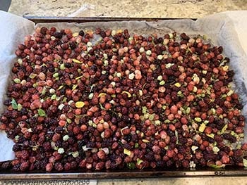 mulberries on sheet pan