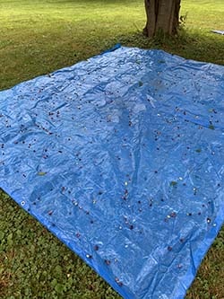 mulberries on tarp