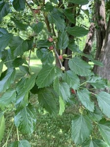 mulberry tree with berries