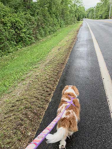 cavalier walking on leash