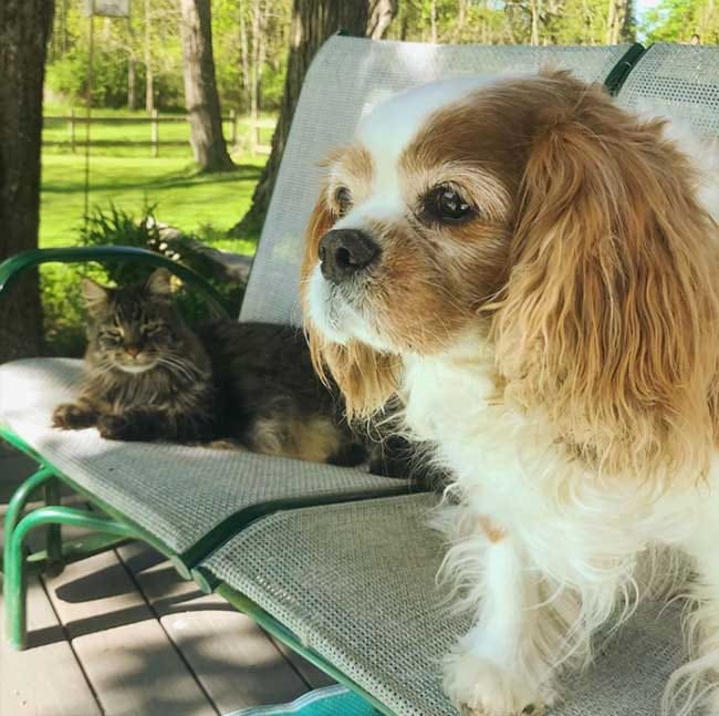 cat and dog on porch glider