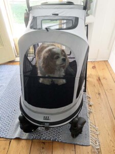 cavalier in dog stroller