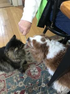cat and dog sitting at table