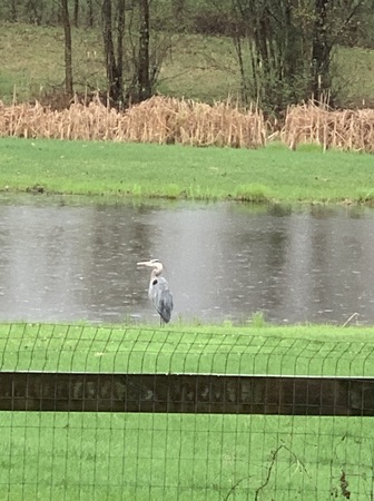 great blue heron