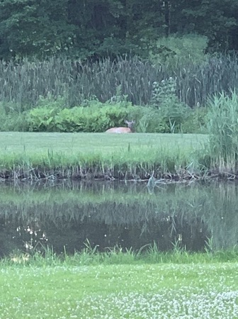 deer laying in field