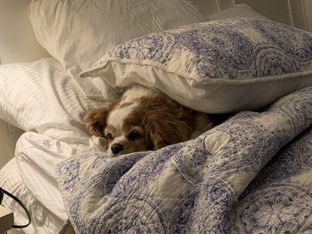 Dog sleeping in outlet bedroom