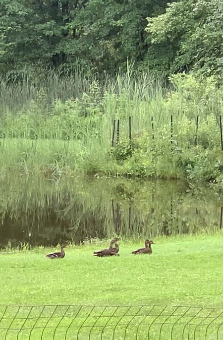 family of ducks