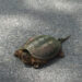 snappingTurtle