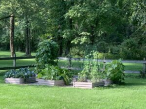 small veggie garden