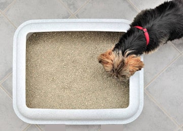 Dog eating cat shop litter and poop