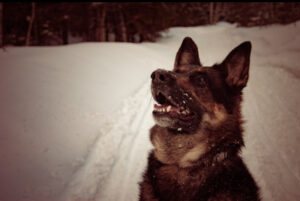 shepherd outside on snowy day