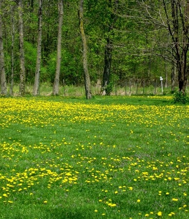 dandelion lawn