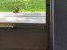 chipmunk on porch