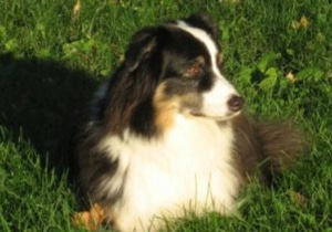 Black tri hotsell miniature australian shepherd