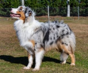 Mini Australian Shepherd