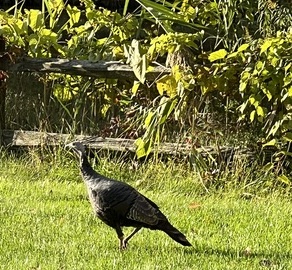 wild turkey